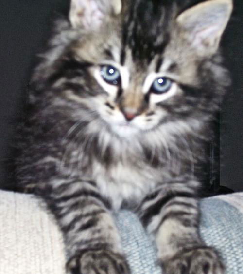 Black Tabby Trio - Salem