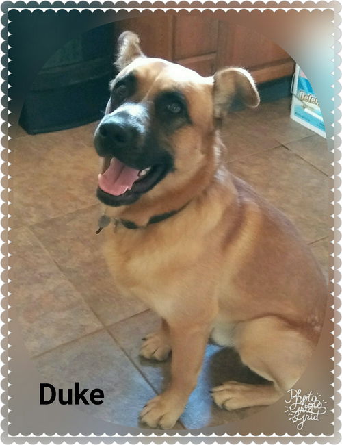 Duke