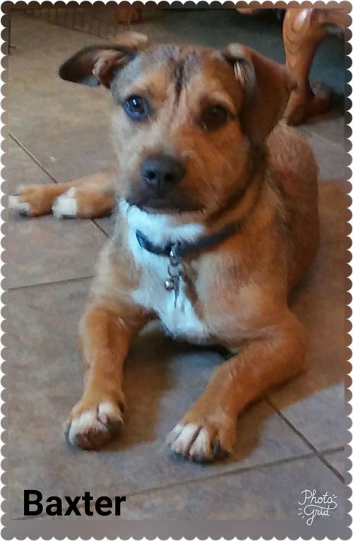 Baxter
