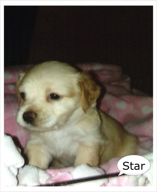 Star