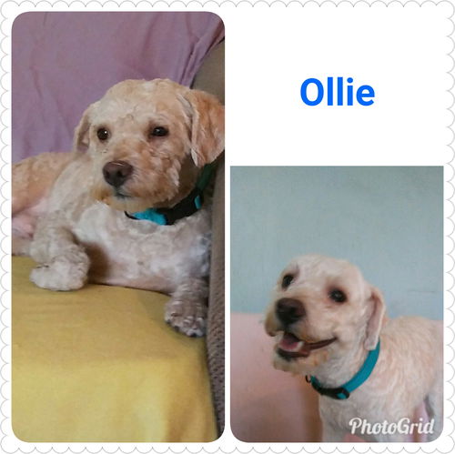 Ollie