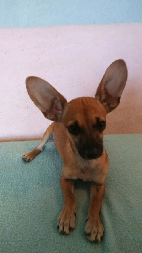 Baby Taco
