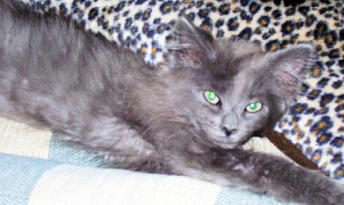 Smokey