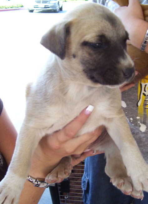 Shepherd/Mastiff 5 - Pearl