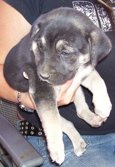 Shepherd/Mastiff 5 - Paige