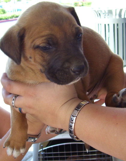 Shepherd/Mastiff 5 - Porscha