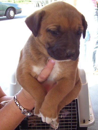Shepherd/Mastiff 5 - Penny