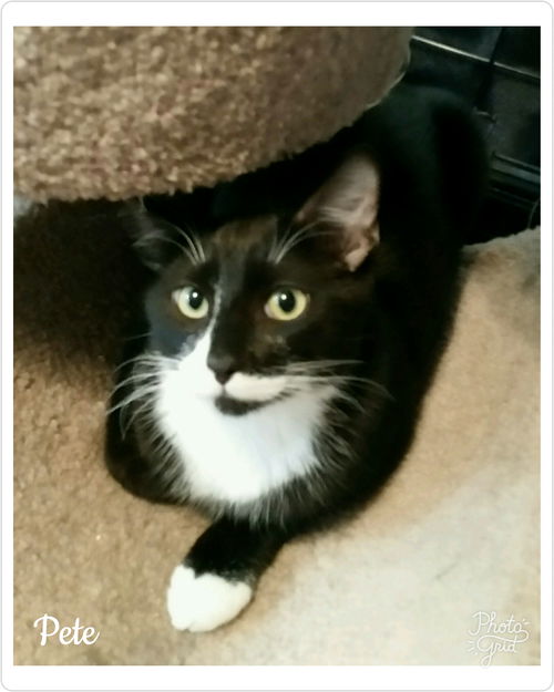 Pete