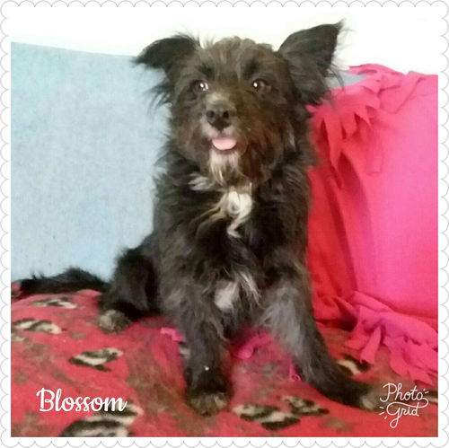 Blossom
