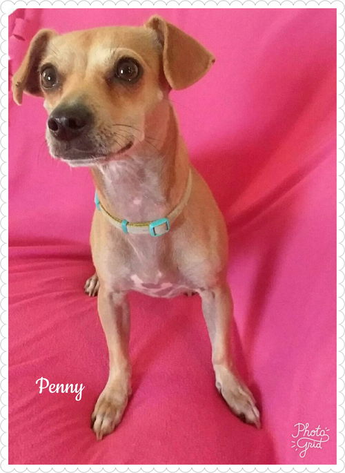 Penny