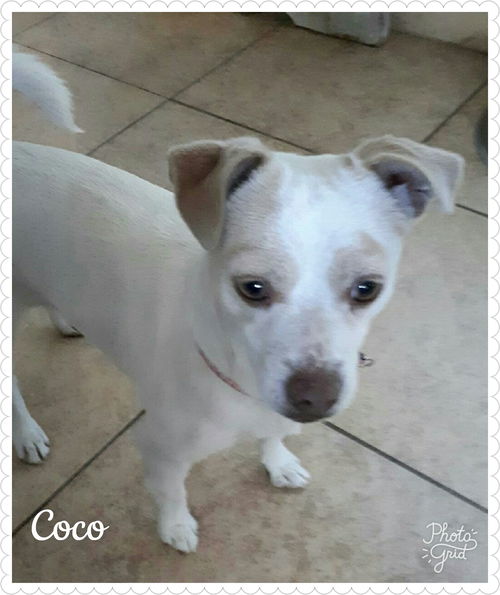 Coco