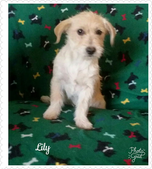 Lily