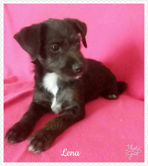 Lena