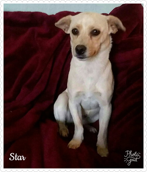 Star