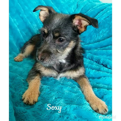 Soxy