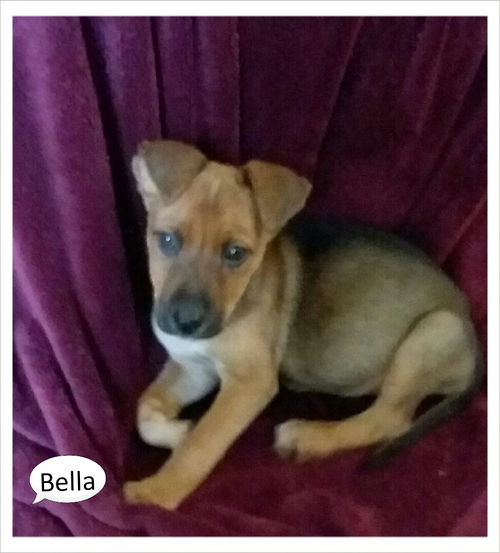 Bella