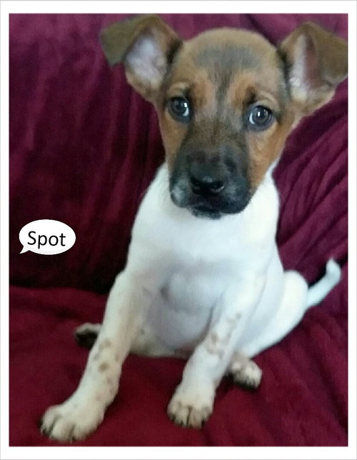 Spot