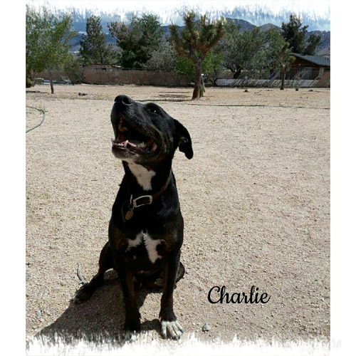 Charlie