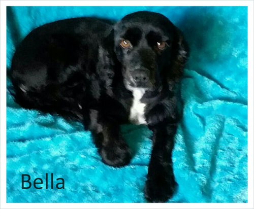 Bella