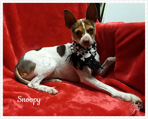 Snoopy