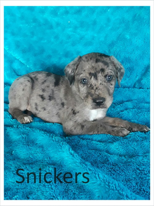 Snickers