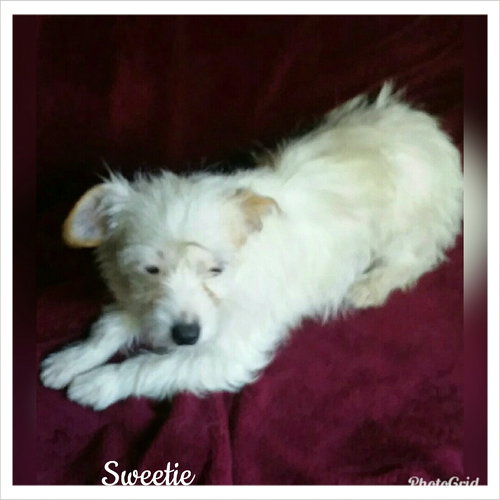 Sweetie