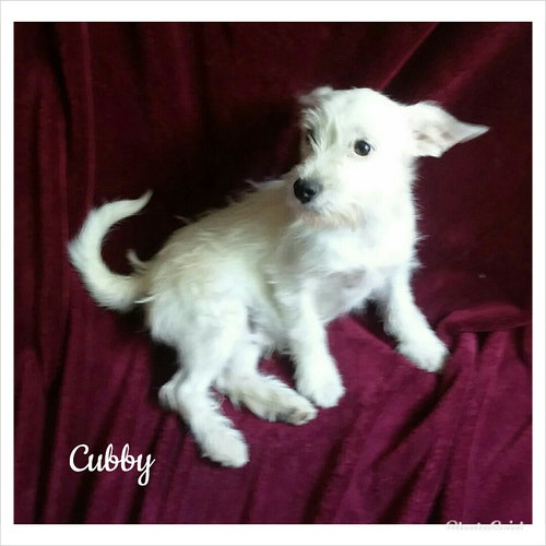 Cubby