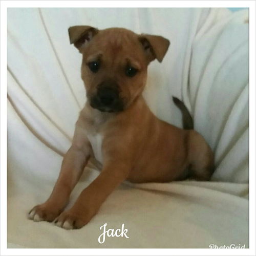 Jack