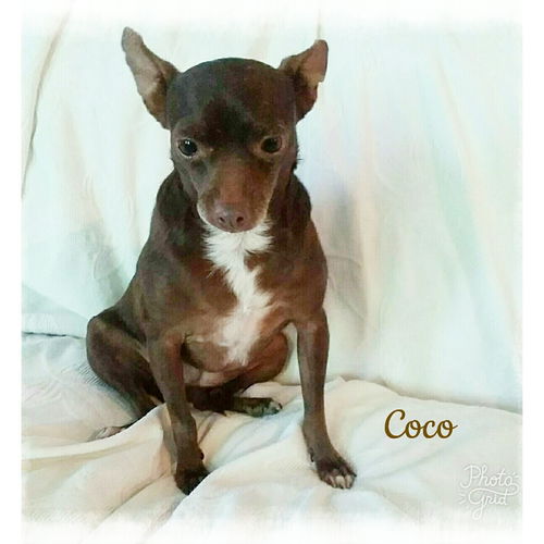 Coco