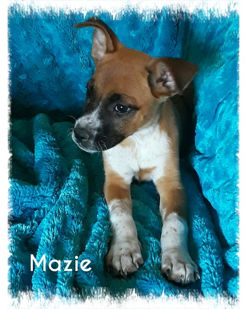 Mazie