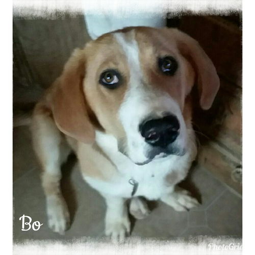 Bo