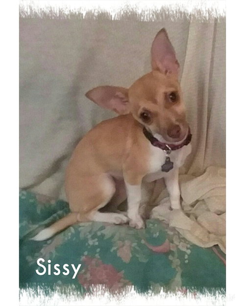 Sissy