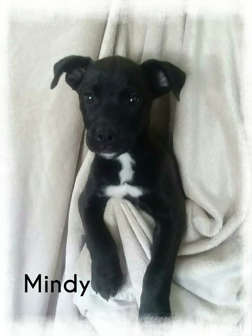 Mindy