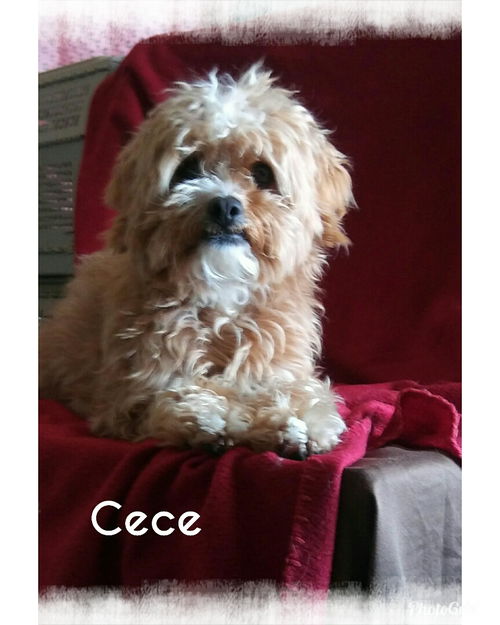 Cece