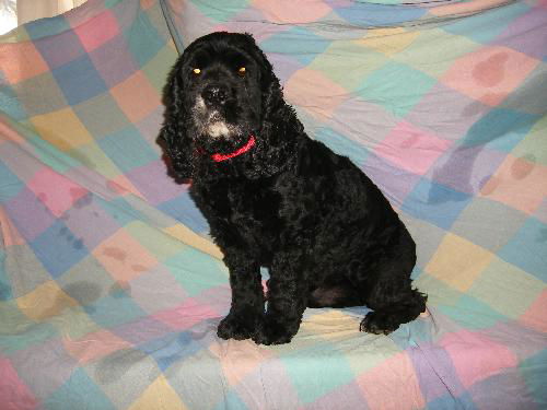 Harley (Black Cocker Spaniel)