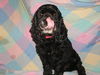 Harley (Black Cocker Spaniel)