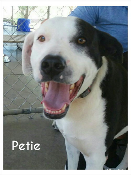 Petie