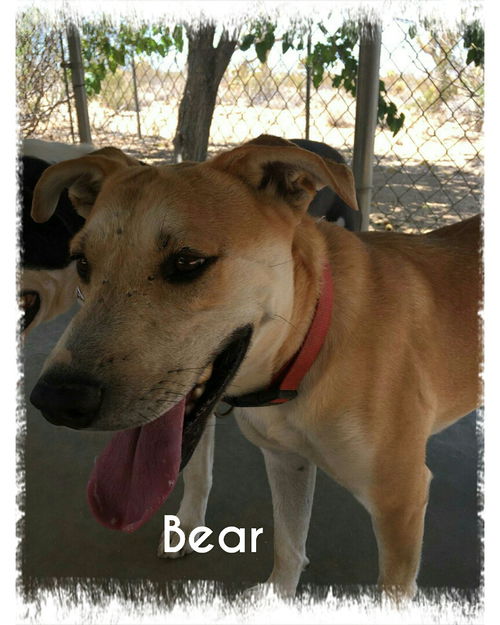 Bear