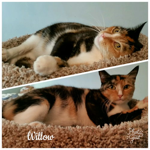 Willow