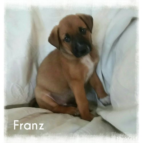 Franz