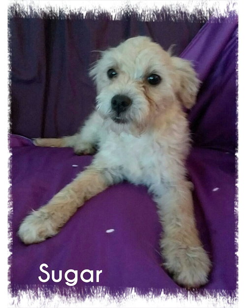 Sugar