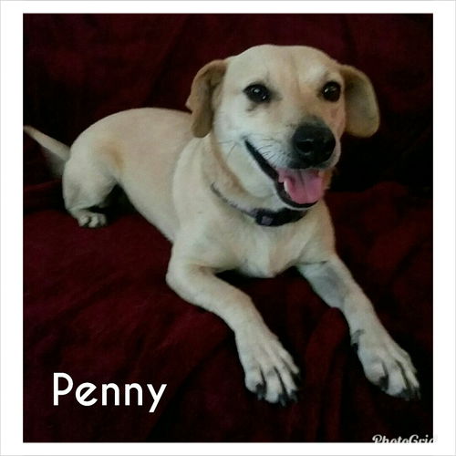 Penny