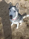 adoptable Dog in lucerne valley, CA named Niko ( pretty blue eyes)