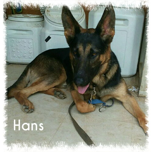 Hans