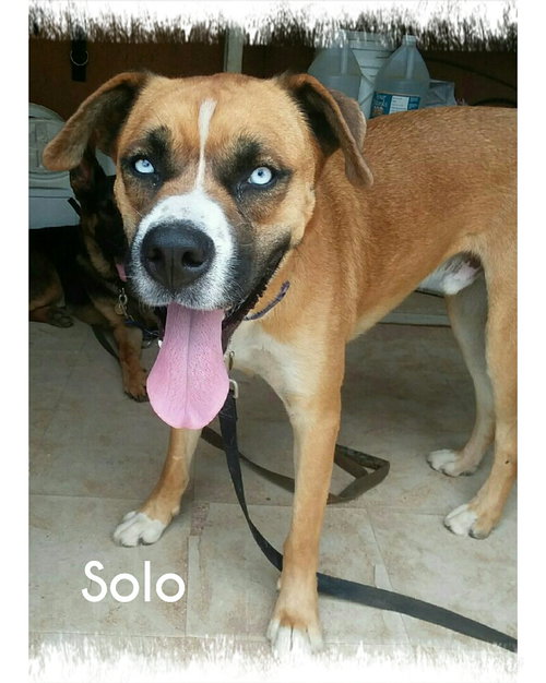 Solo