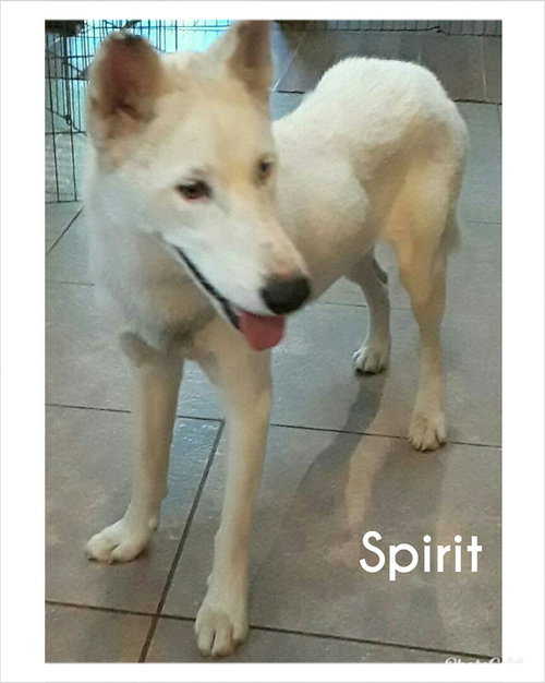 Spirit