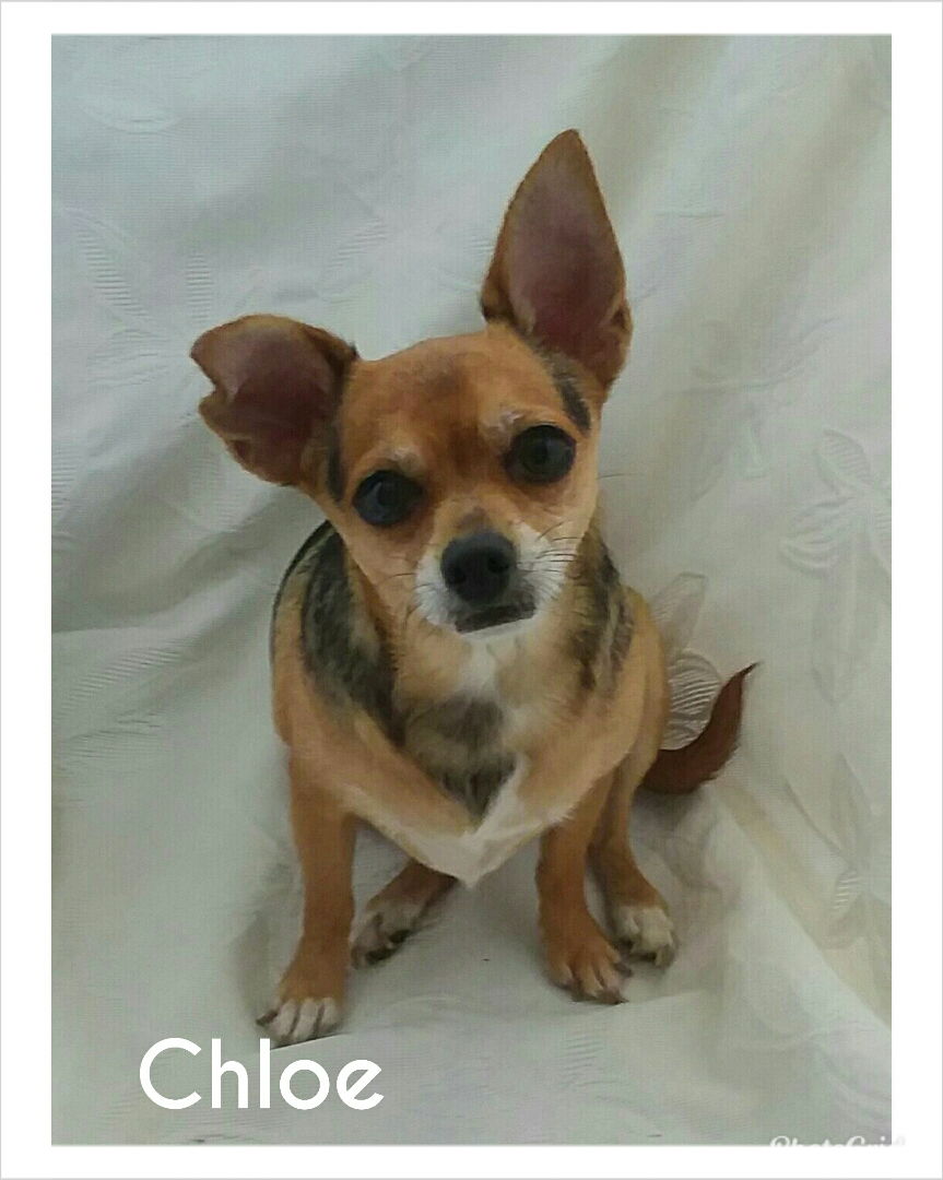 Dog adoption in Beaumont CA 92223 Chihuahua Mixed short coat