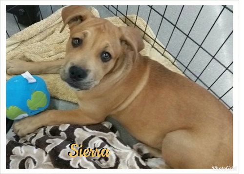 Sierra