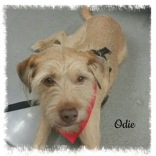 Odie