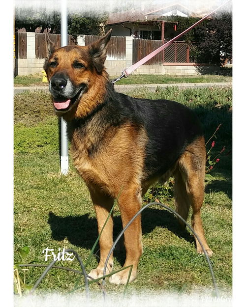 Fritz